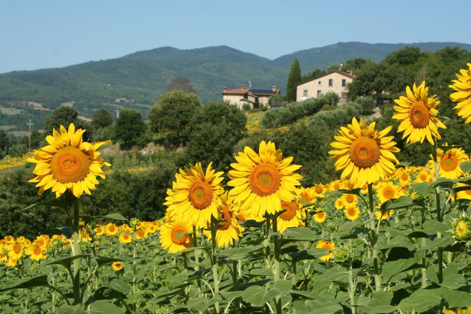 Agriturismo Le Ceregne Bio Pieve Santo Stefano Ngoại thất bức ảnh